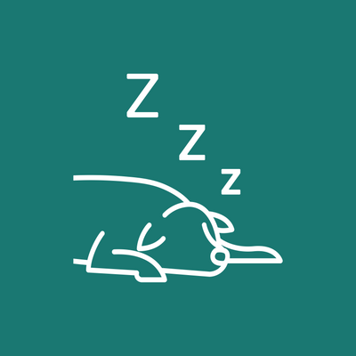 a sleeping dog