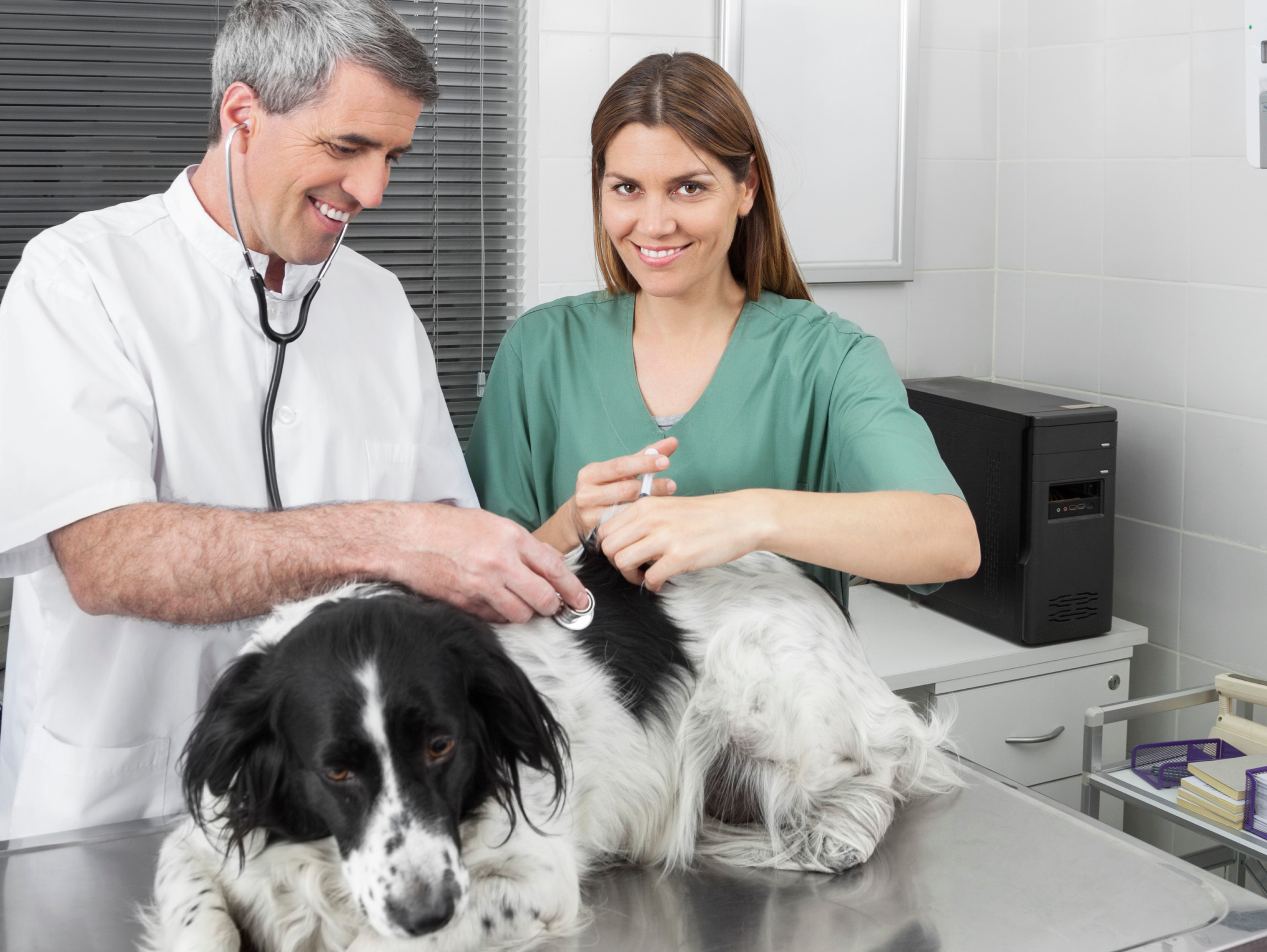 a male vet and female vet nurse check a dog's heart beat with a stethoscope and giving a needle