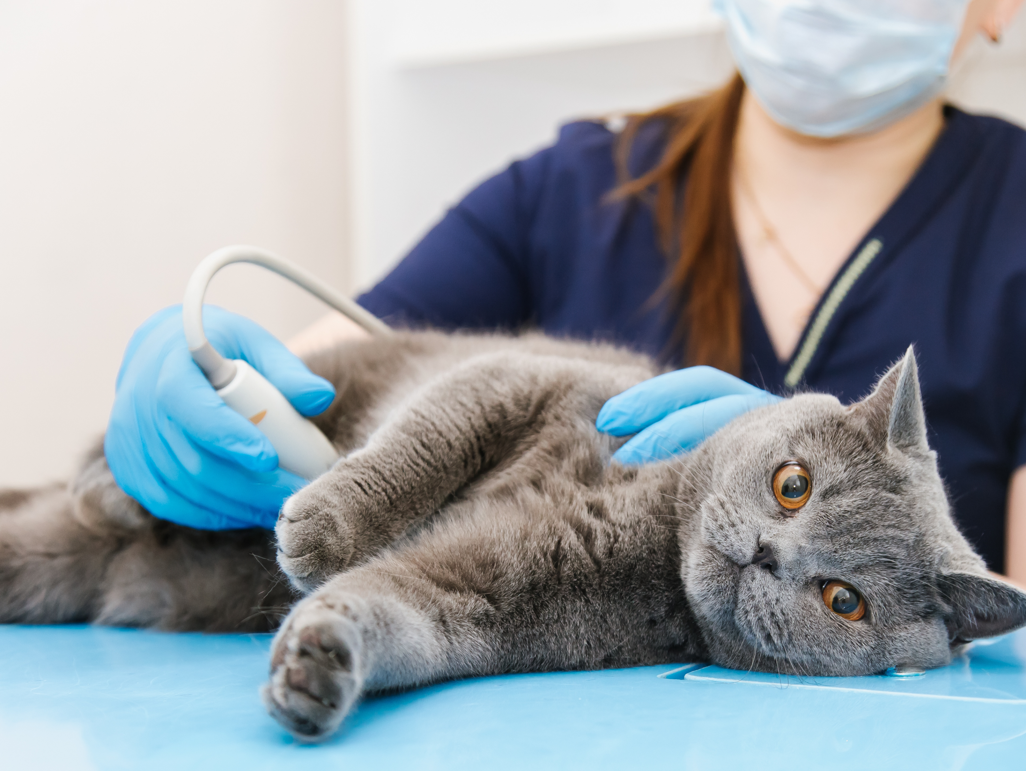 a grey cat lying on it's side with a ultrasound probe on it's abdomen 