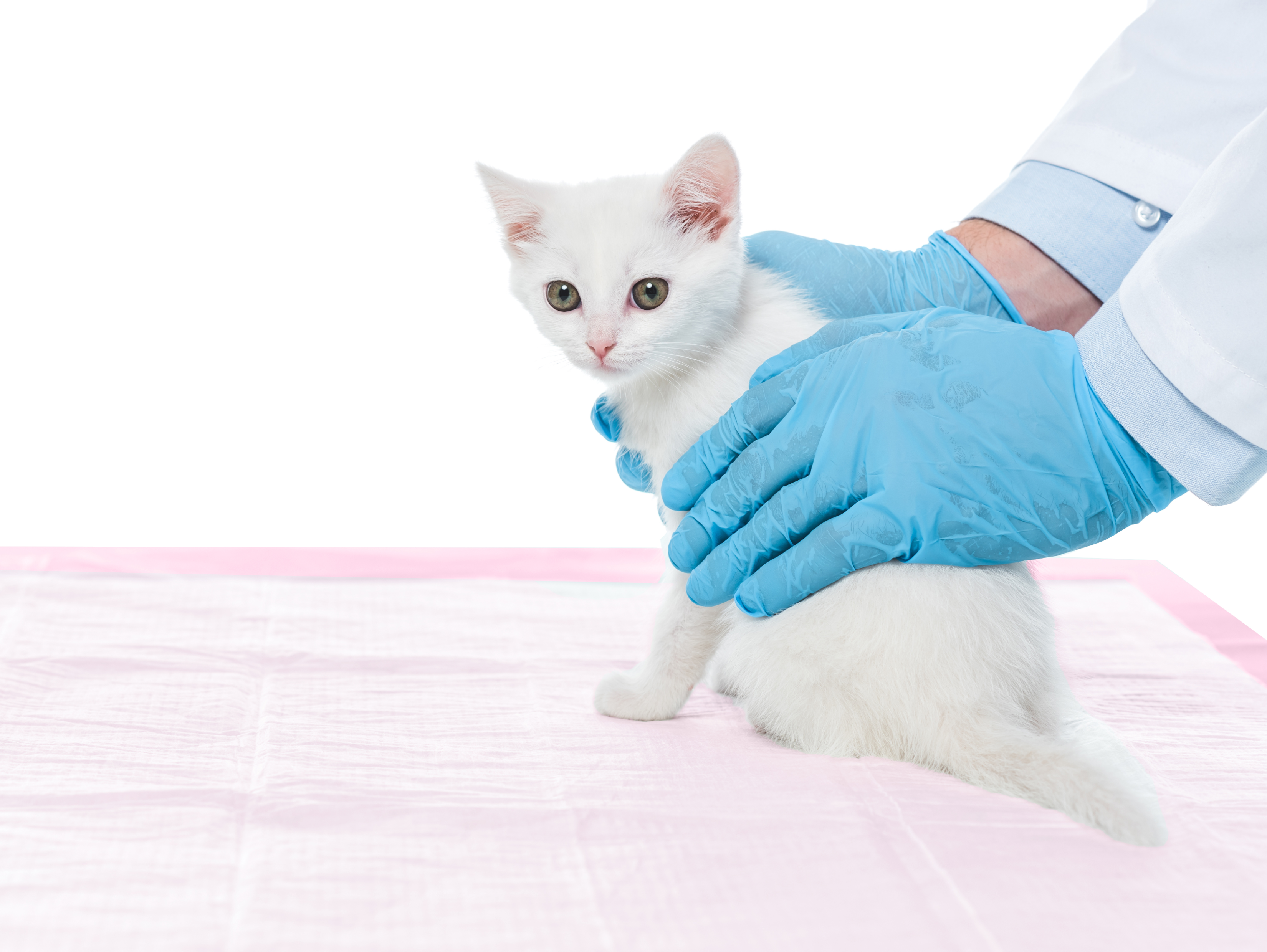 a white kitten placed on a pink pee mat by a man with gloves on