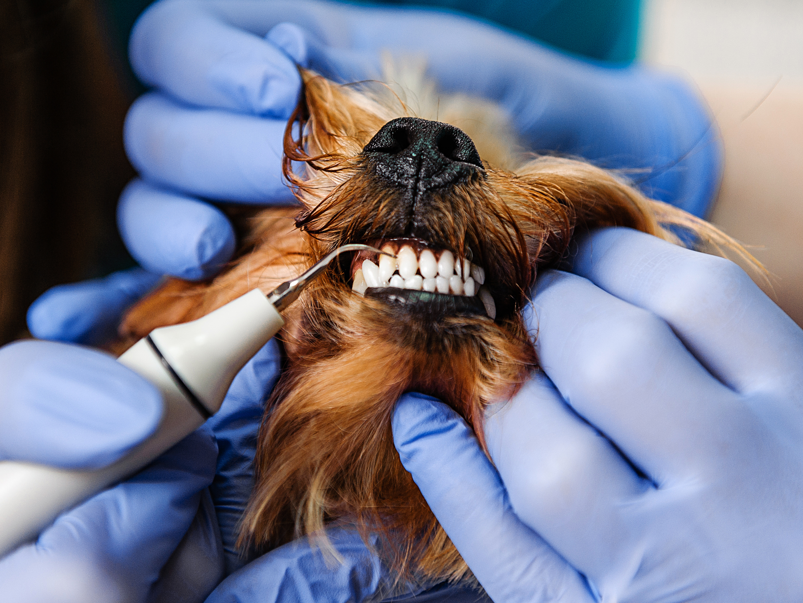 a dog with its teeth pulled back with gloves and a dental tool on it's teeth